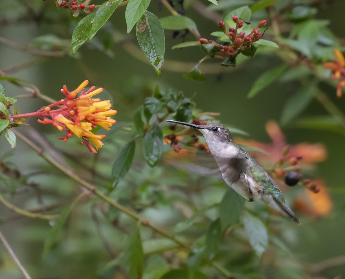 Ruby-throated Hummingbird - barbara taylor