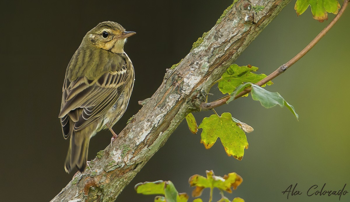 Olive-backed Pipit - ML273257621