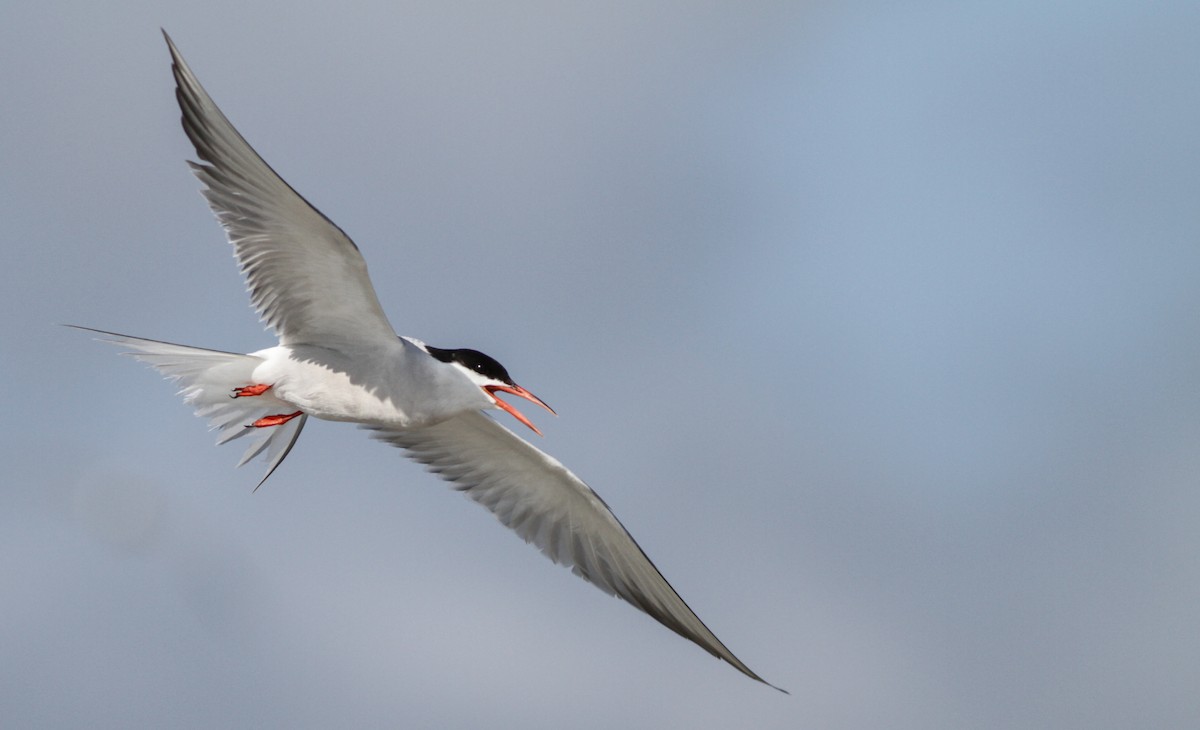 Common Tern - Ian Davies