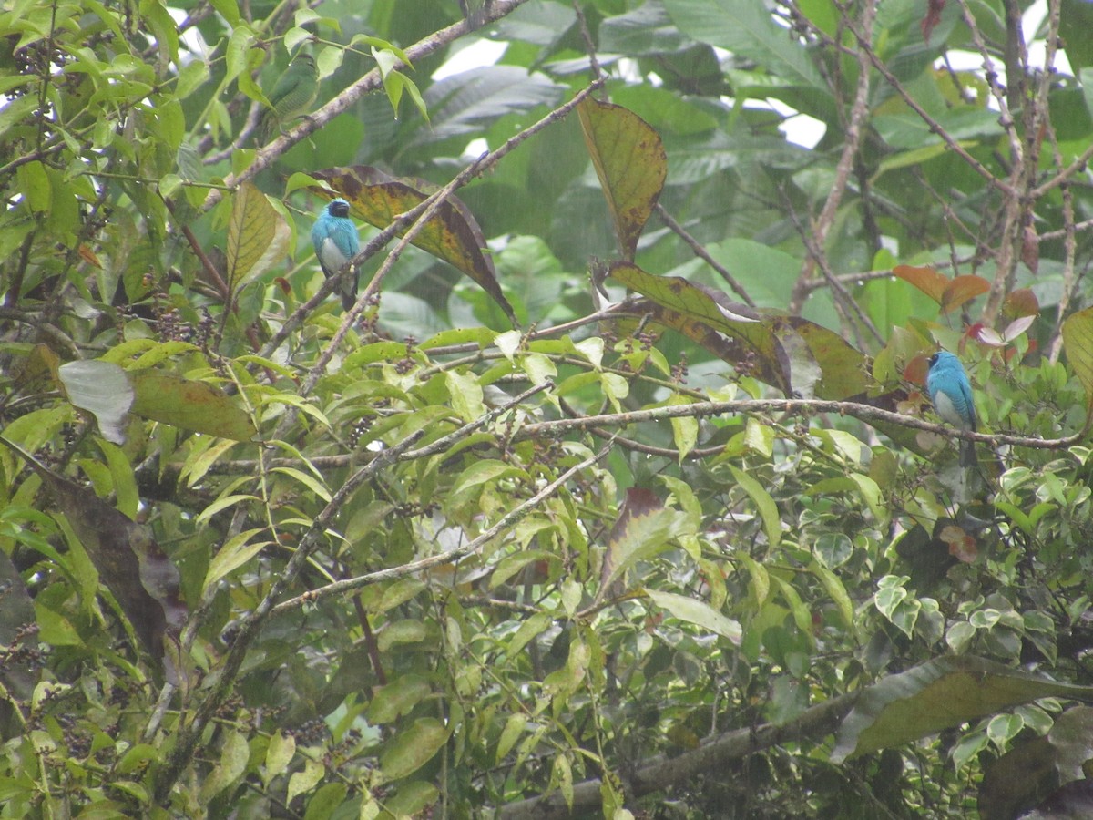 Swallow Tanager - ML273262391