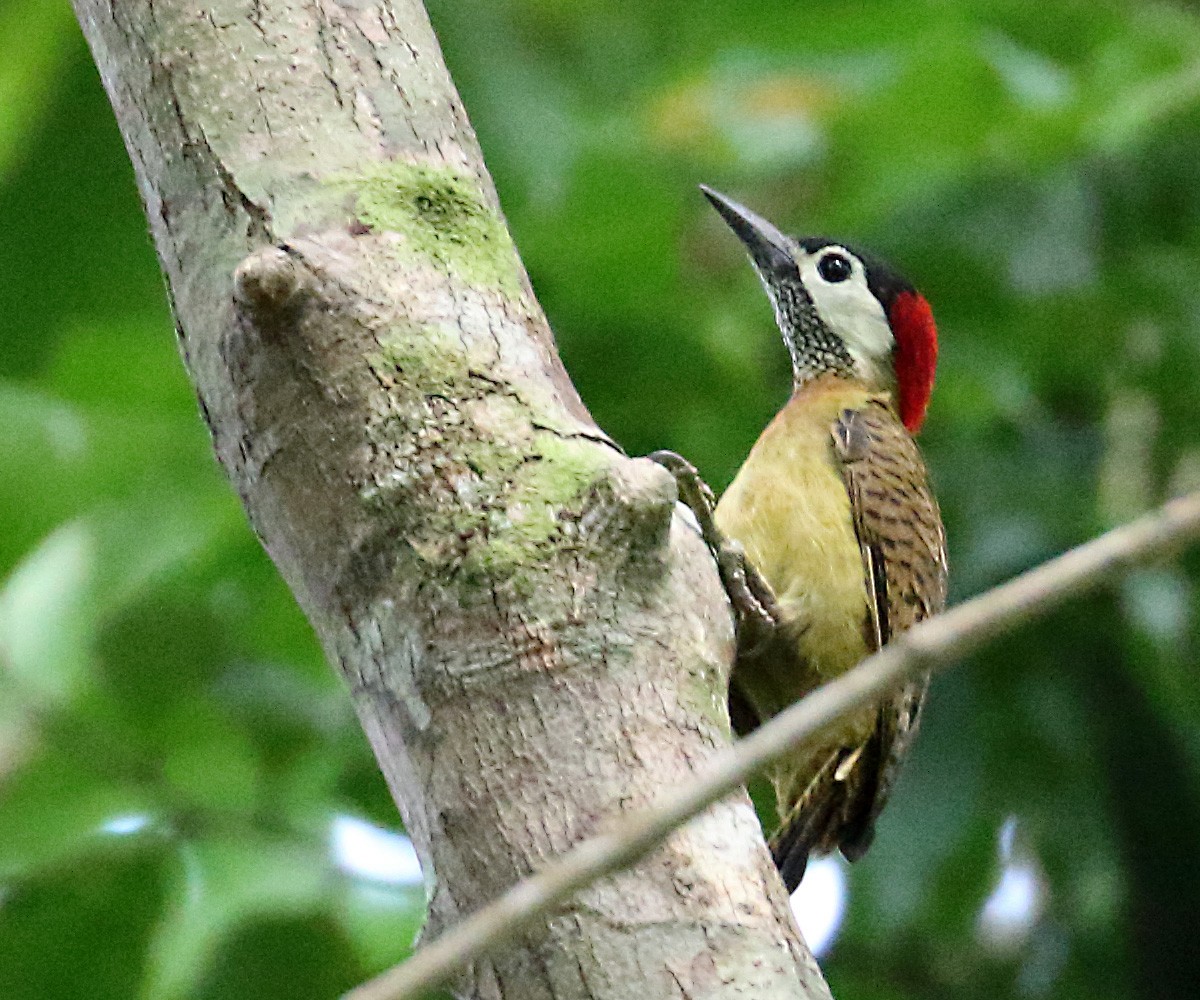 Spot-breasted Woodpecker - ML273264031