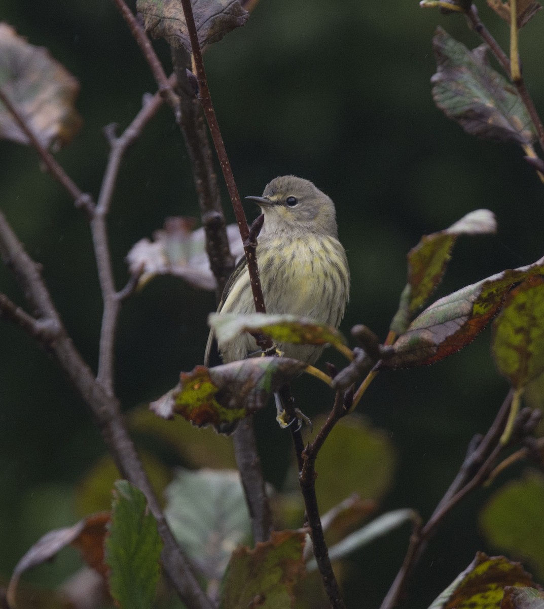 Cape May Warbler - ML273266111