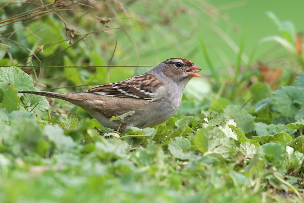 White-crowned Sparrow (leucophrys) - Grace C