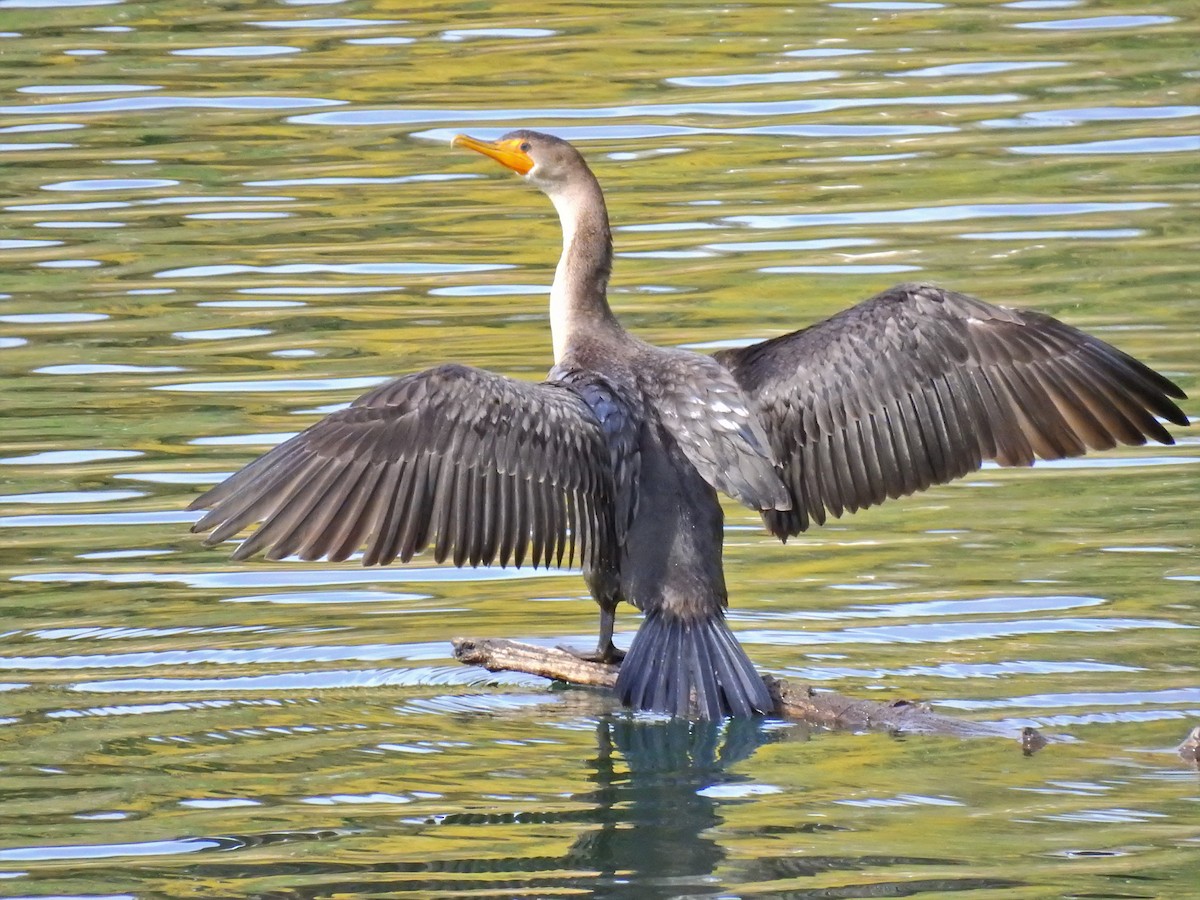 Double-crested Cormorant - Darlene Cancelliere