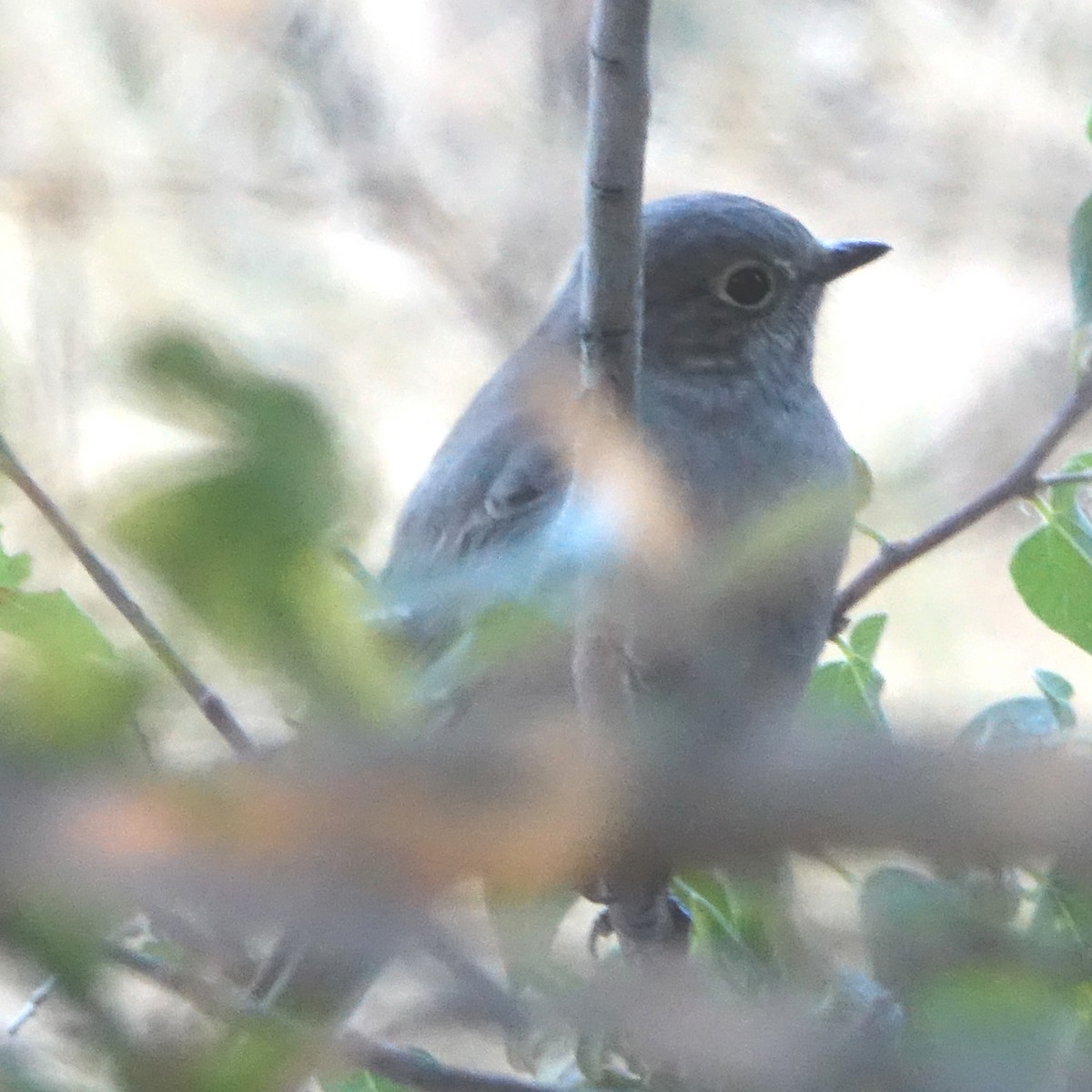 Townsend's Solitaire - ML273271591