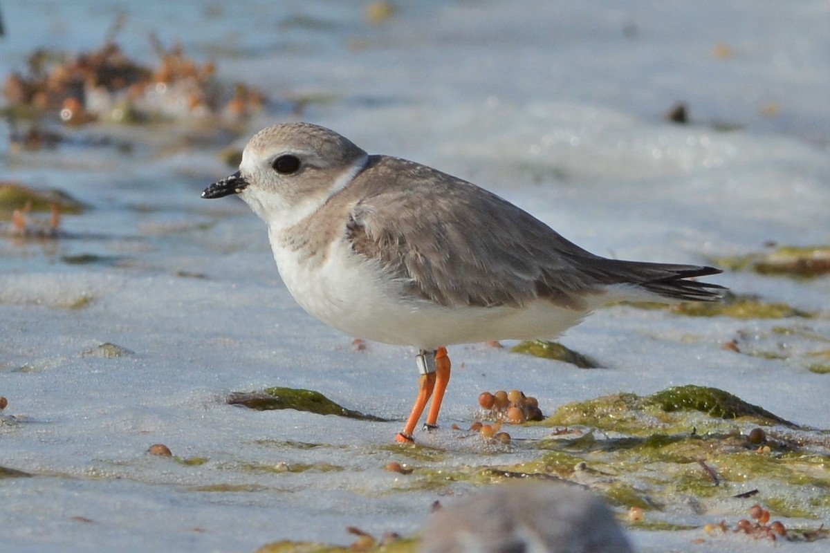 Piping Plover - ML27327231
