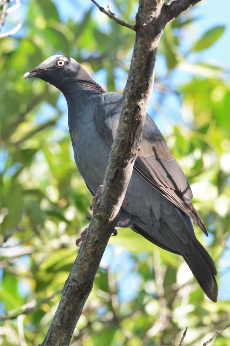 White-crowned Pigeon - ML27327281