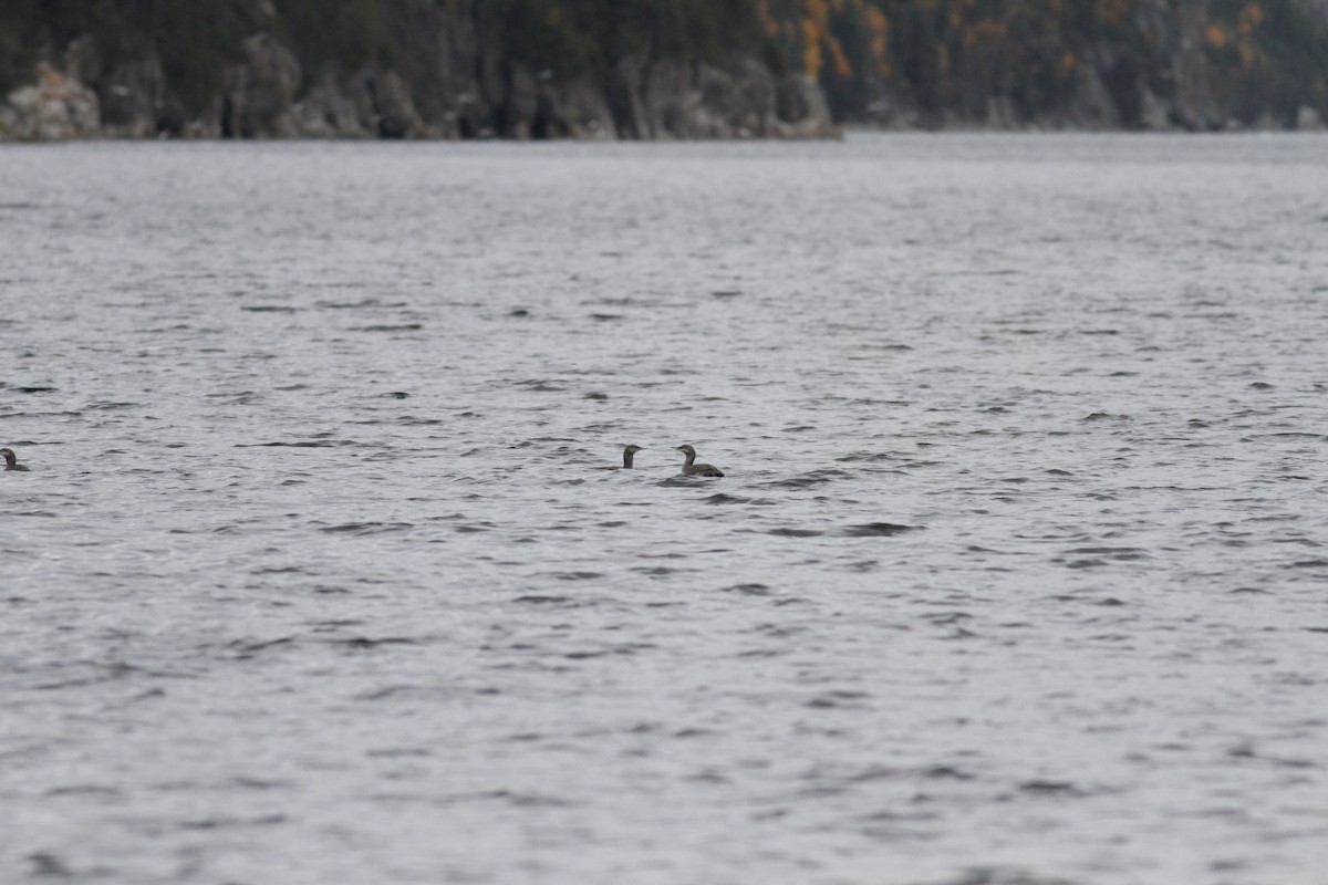 Red-throated Loon - ML273275271
