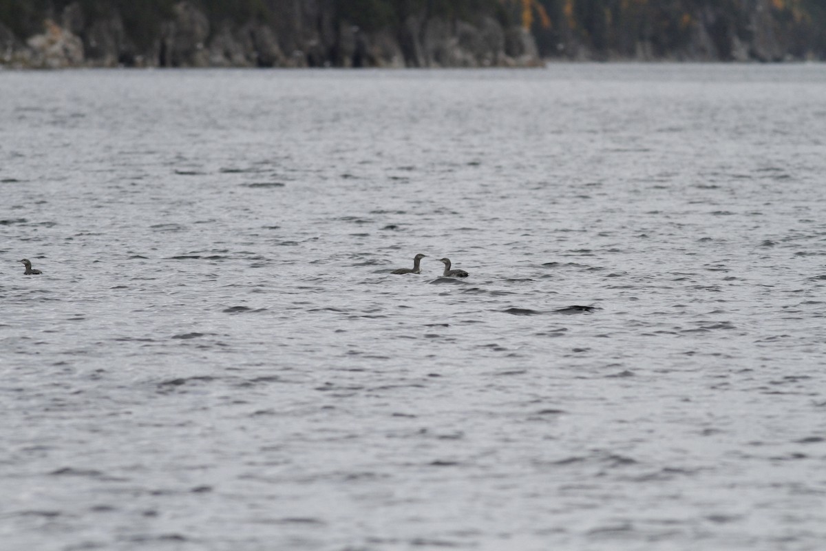 Red-throated Loon - ML273275281