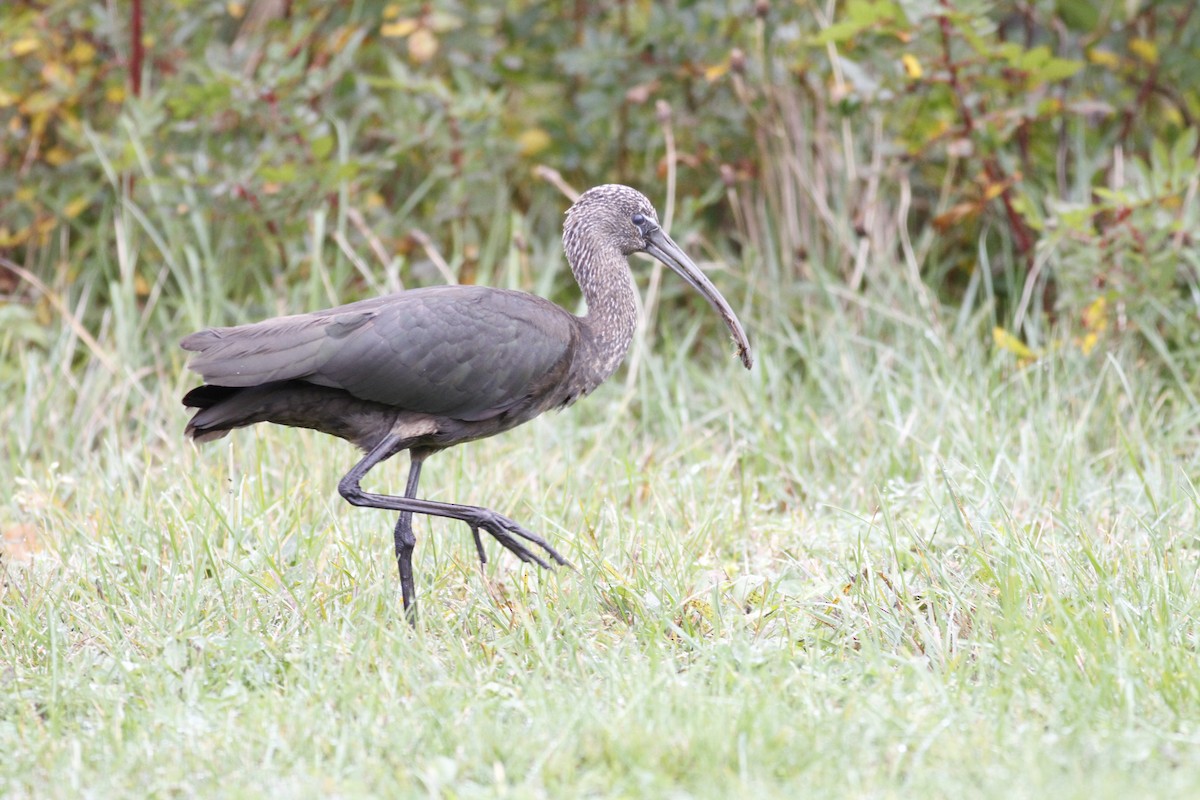 ibis hnědý - ML273275811