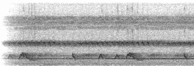 Rostnachtschwalbe [rufus-Gruppe] - ML273276