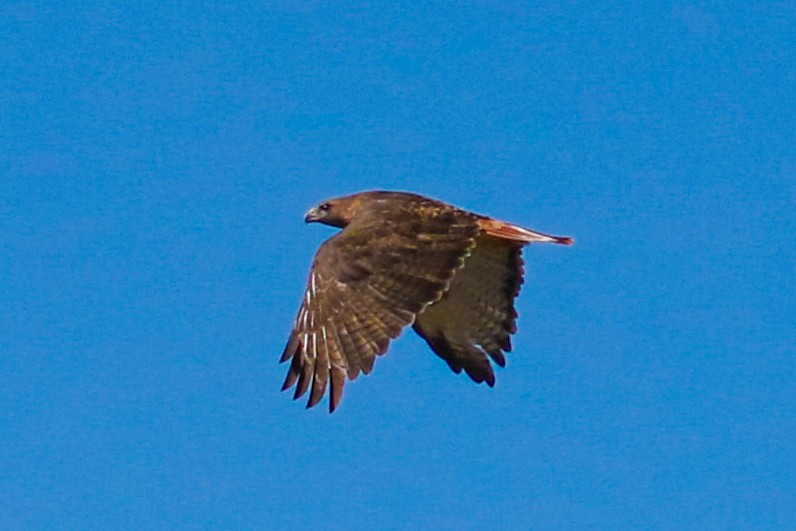 Red-tailed Hawk - ML273276131