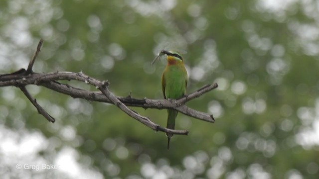 Blue-cheeked Bee-eater - ML273276821