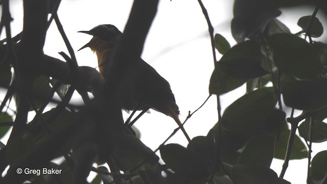 White-browed Robin-Chat - ML273277151