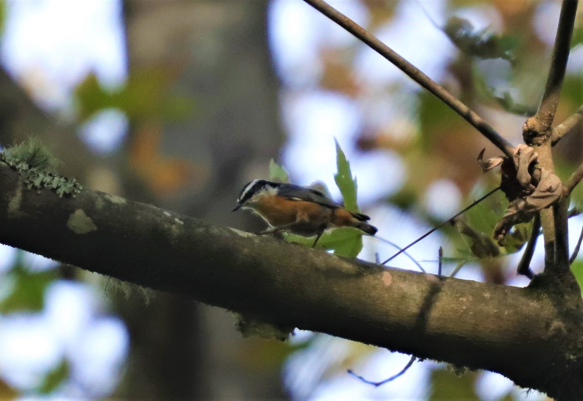 Red-breasted Nuthatch - ML273279781