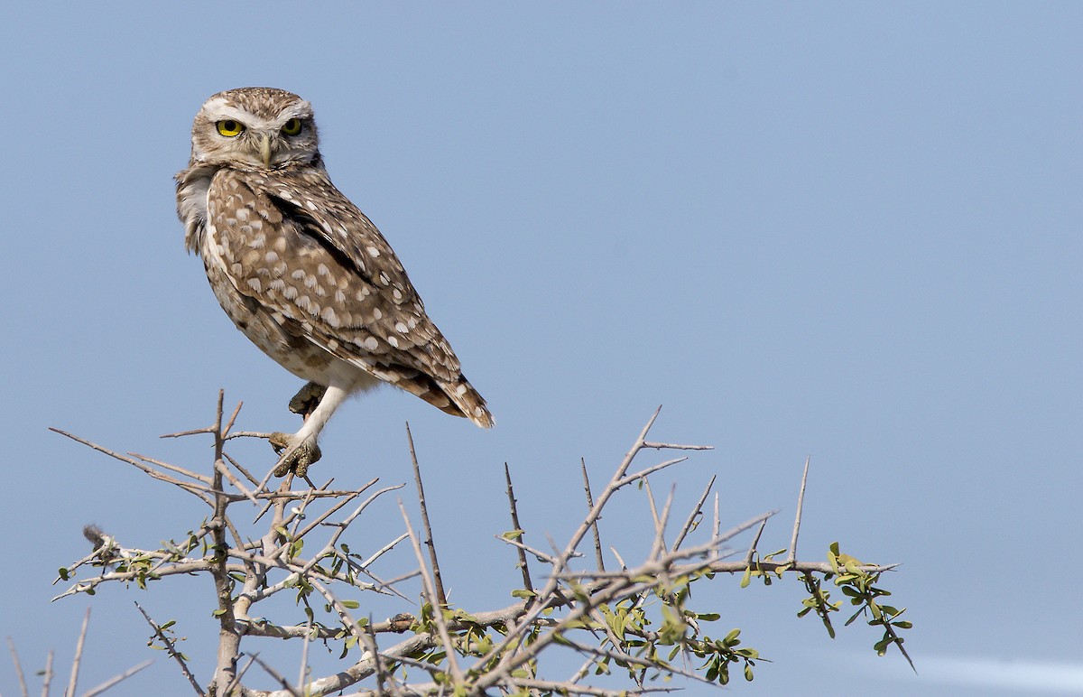 Burrowing Owl - ML273286841