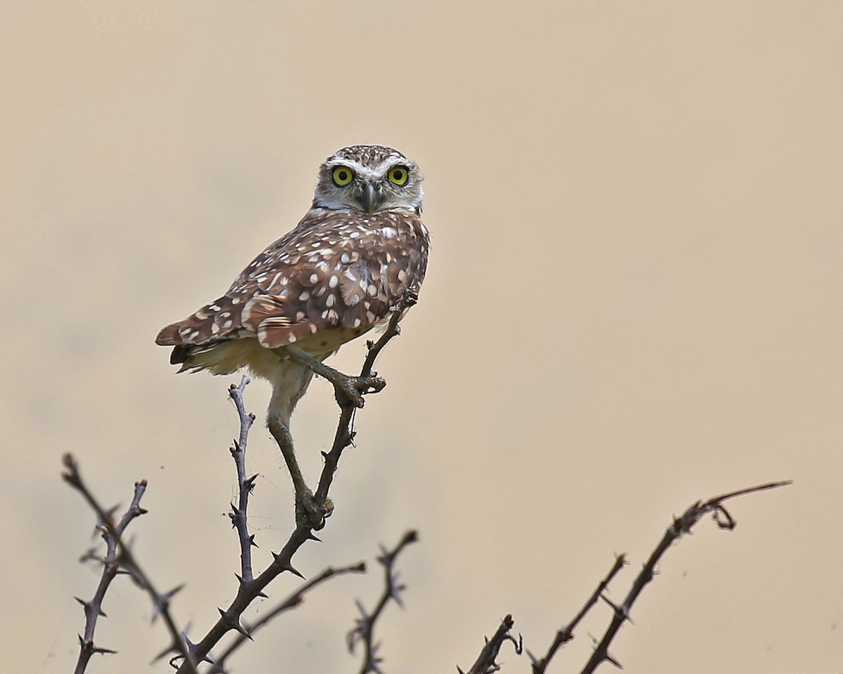 Burrowing Owl - ML273291011
