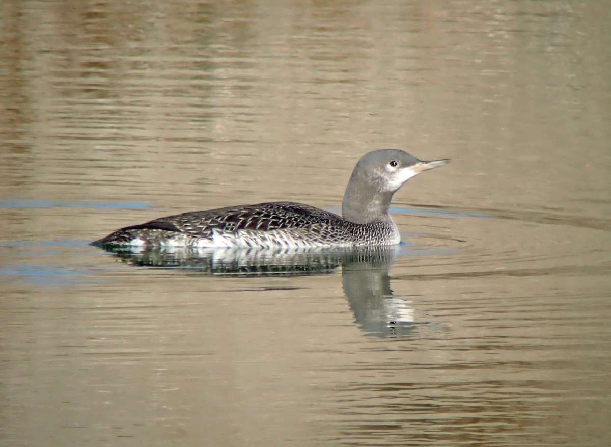 Red-throated Loon - ML273291501