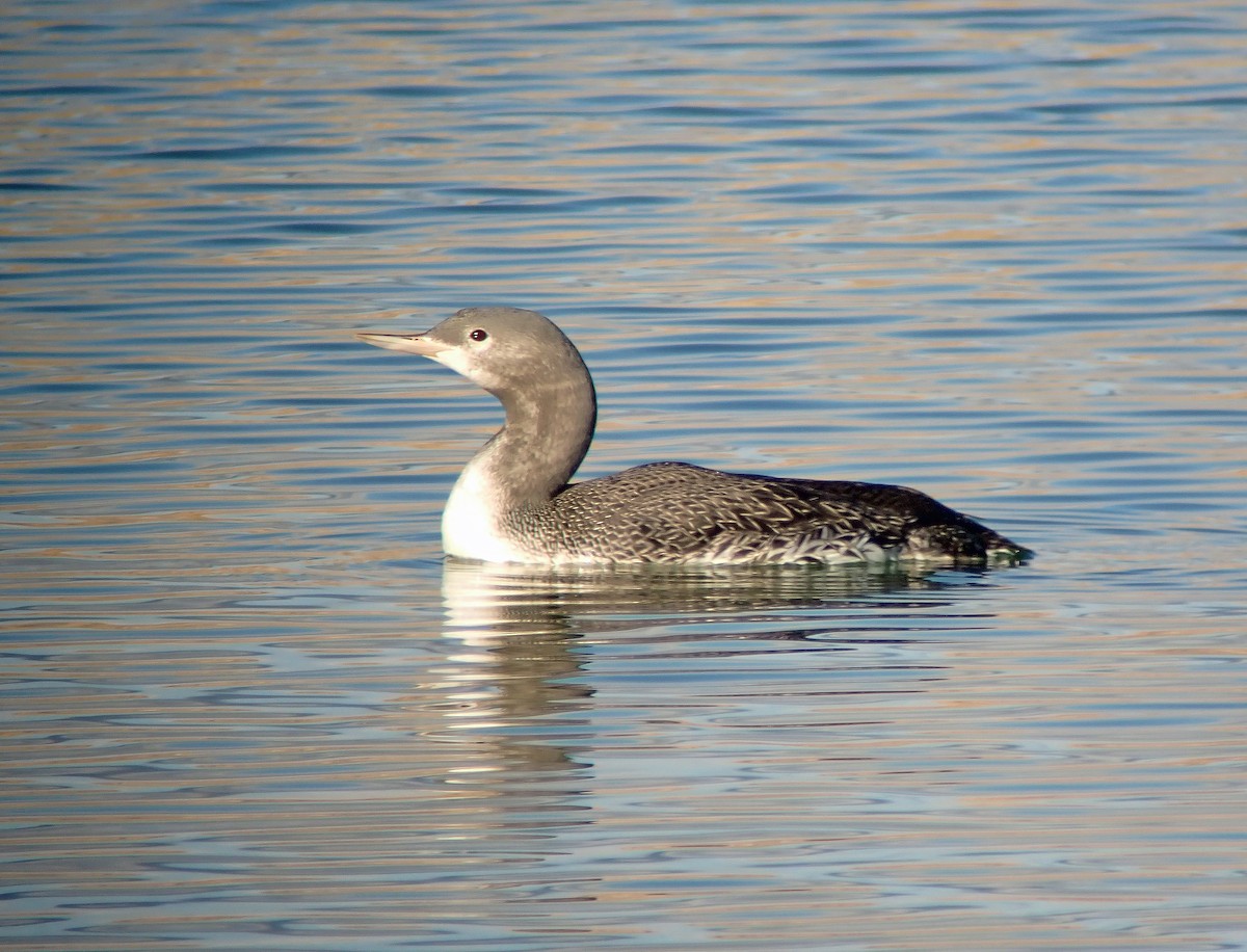Red-throated Loon - ML273292021