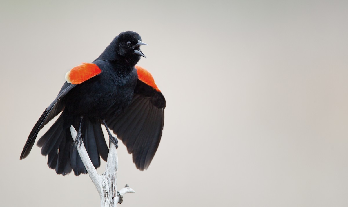Red-winged Blackbird - Ian Davies