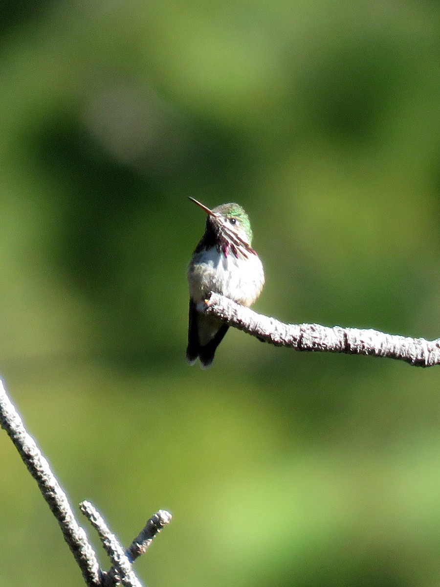 Calliope Hummingbird - ML273297831