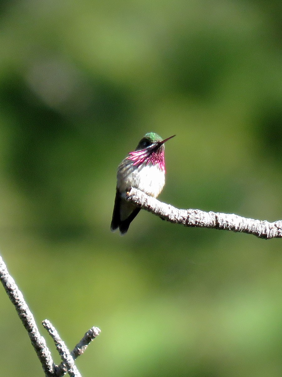 Calliope Hummingbird - ML273297851
