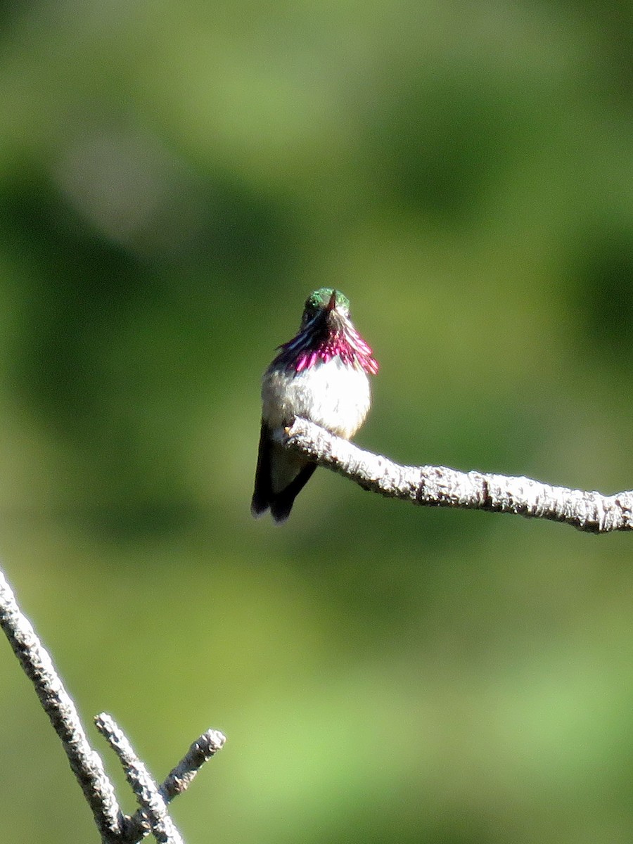Calliope Hummingbird - ML273297861