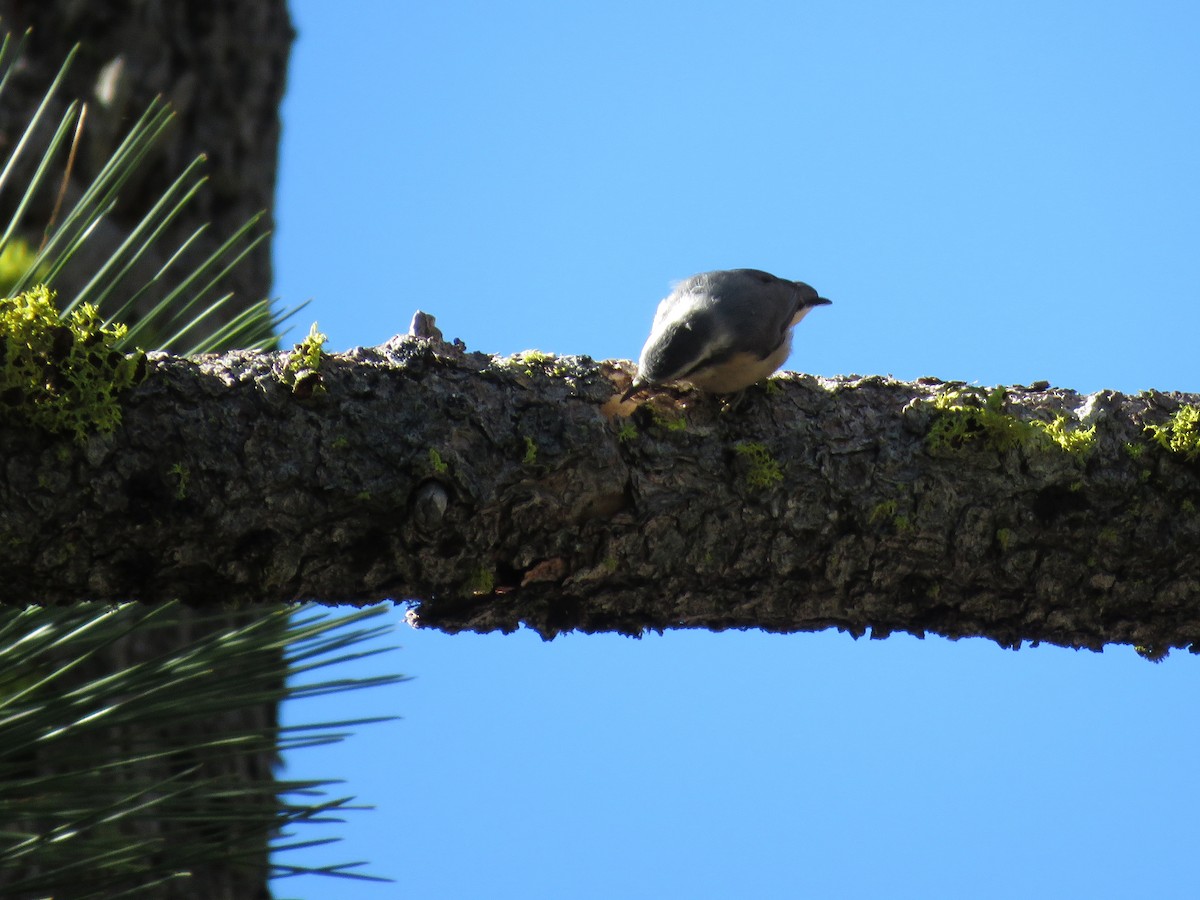 Red-breasted Nuthatch - ML273298651