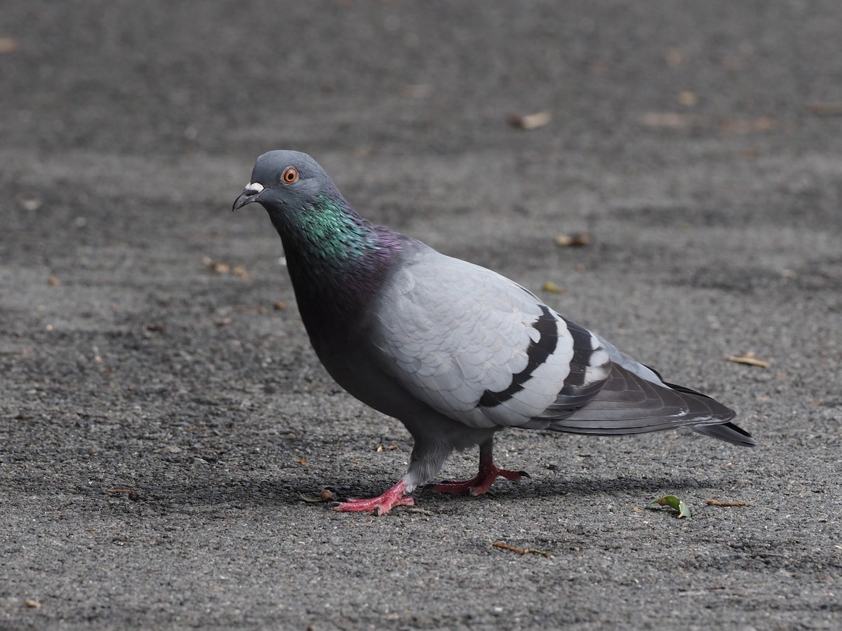 Rock Pigeon (Feral Pigeon) - Yve Morrell