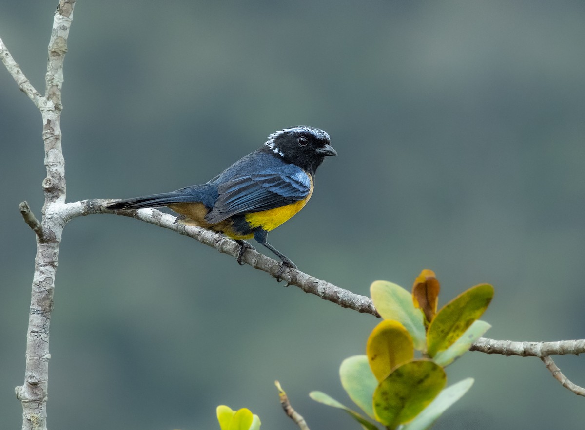 Buff-breasted Mountain Tanager - ML273304681