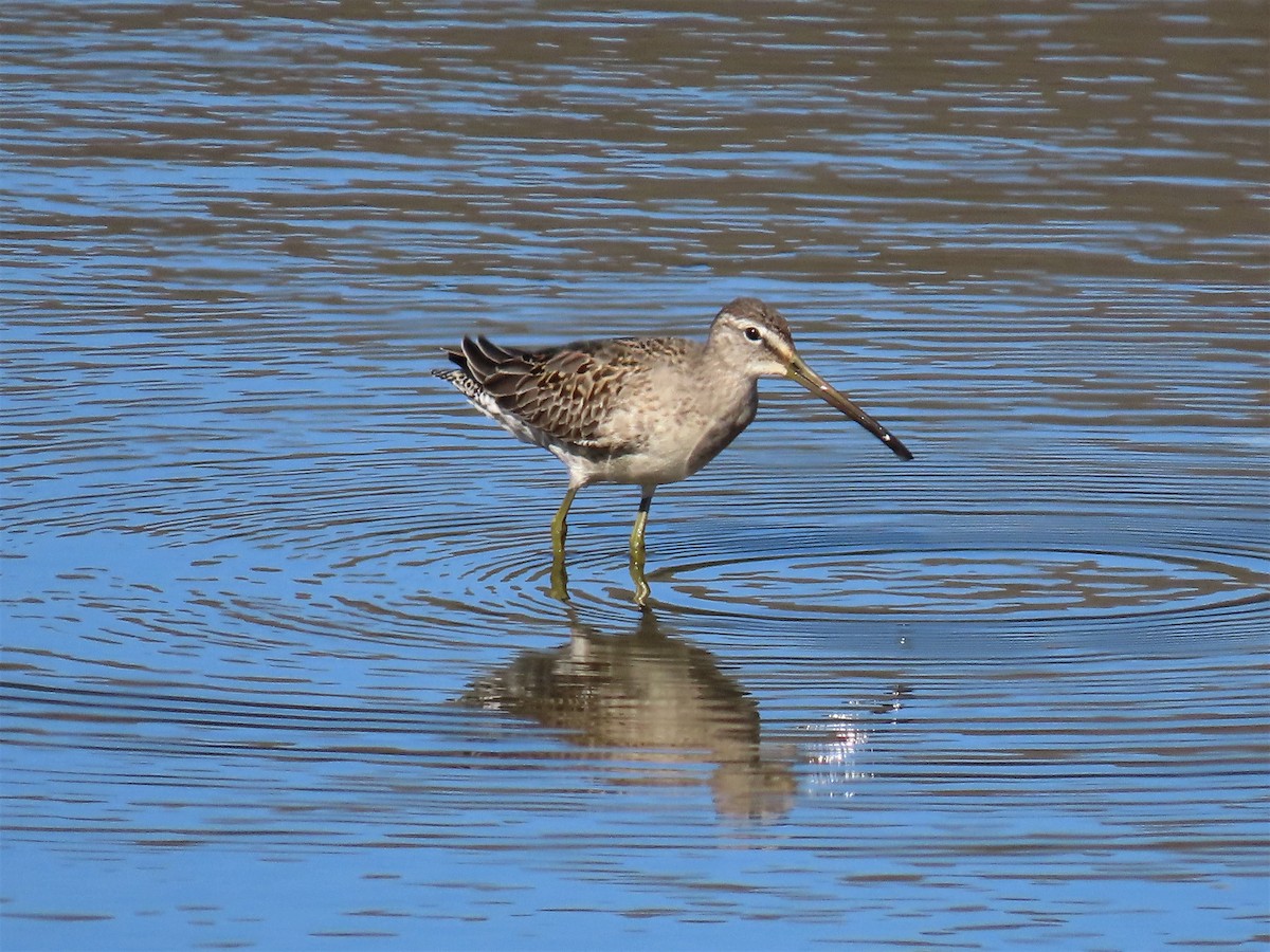 Long-billed Dowitcher - ML273306711