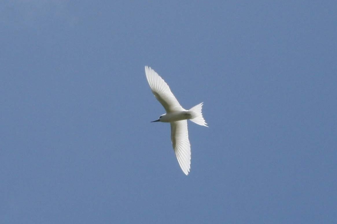 White Tern - ML273311151