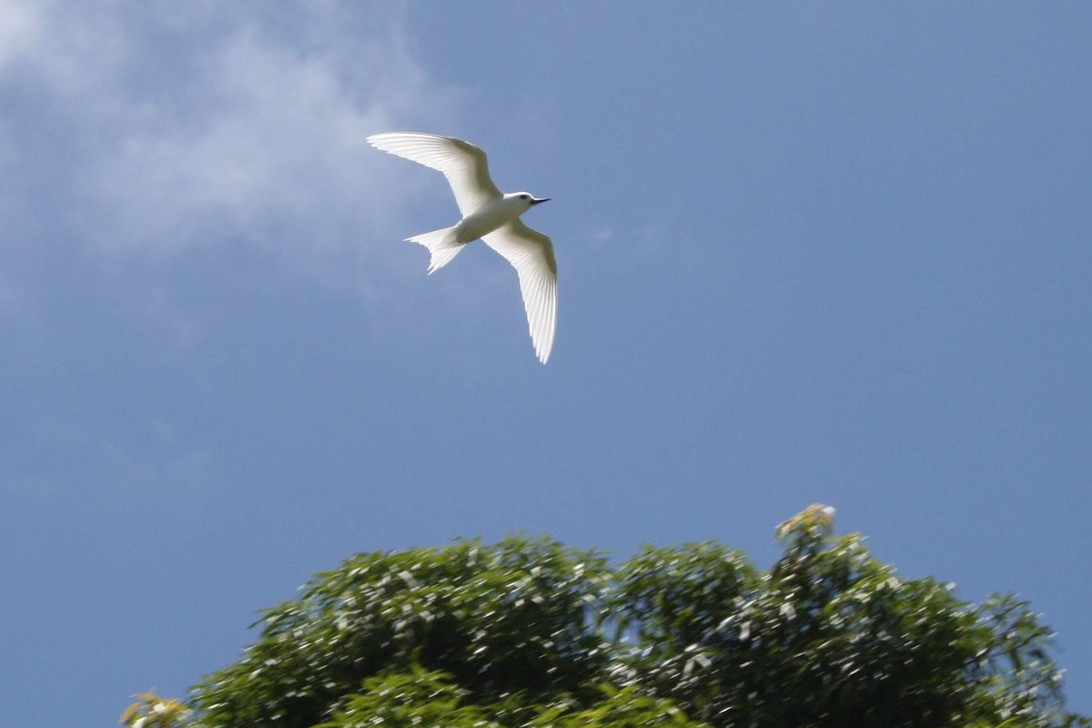 White Tern - ML273311191