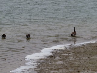 Canada Goose, ML273315811