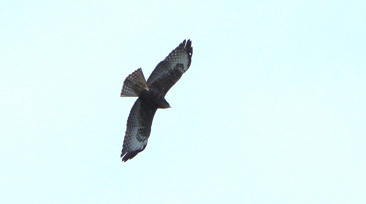 Short-tailed Hawk - ML273319021