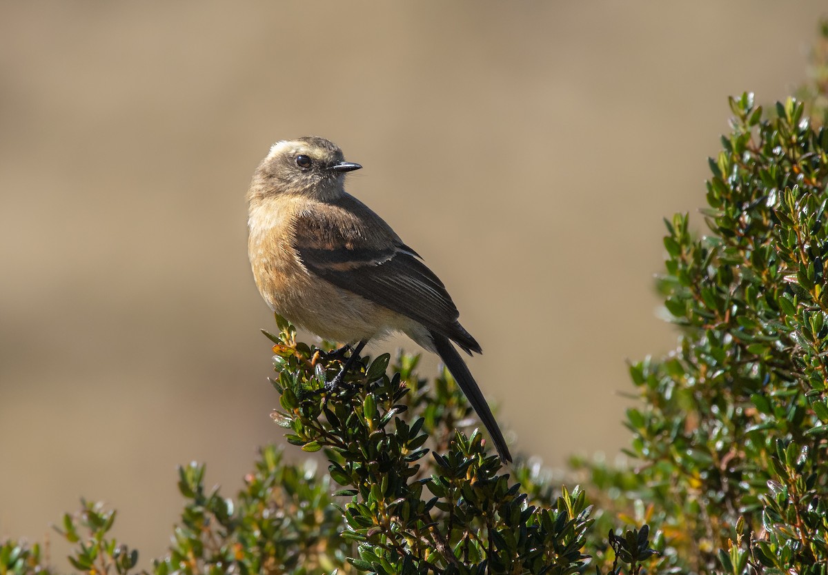 Brown-backed Chat-Tyrant - ML273321731