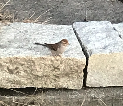 Chipping Sparrow - ML273325801