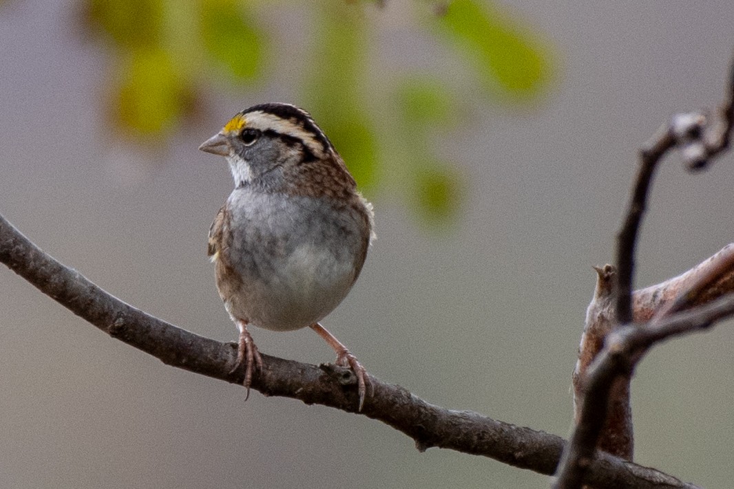 White-throated Sparrow - Bill Tollefson