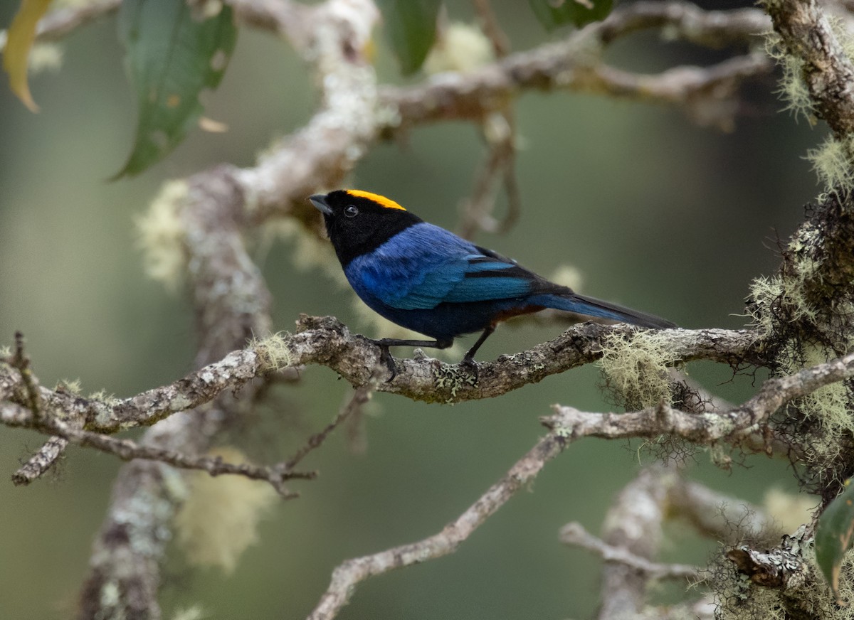 Golden-crowned Tanager - ML273342151
