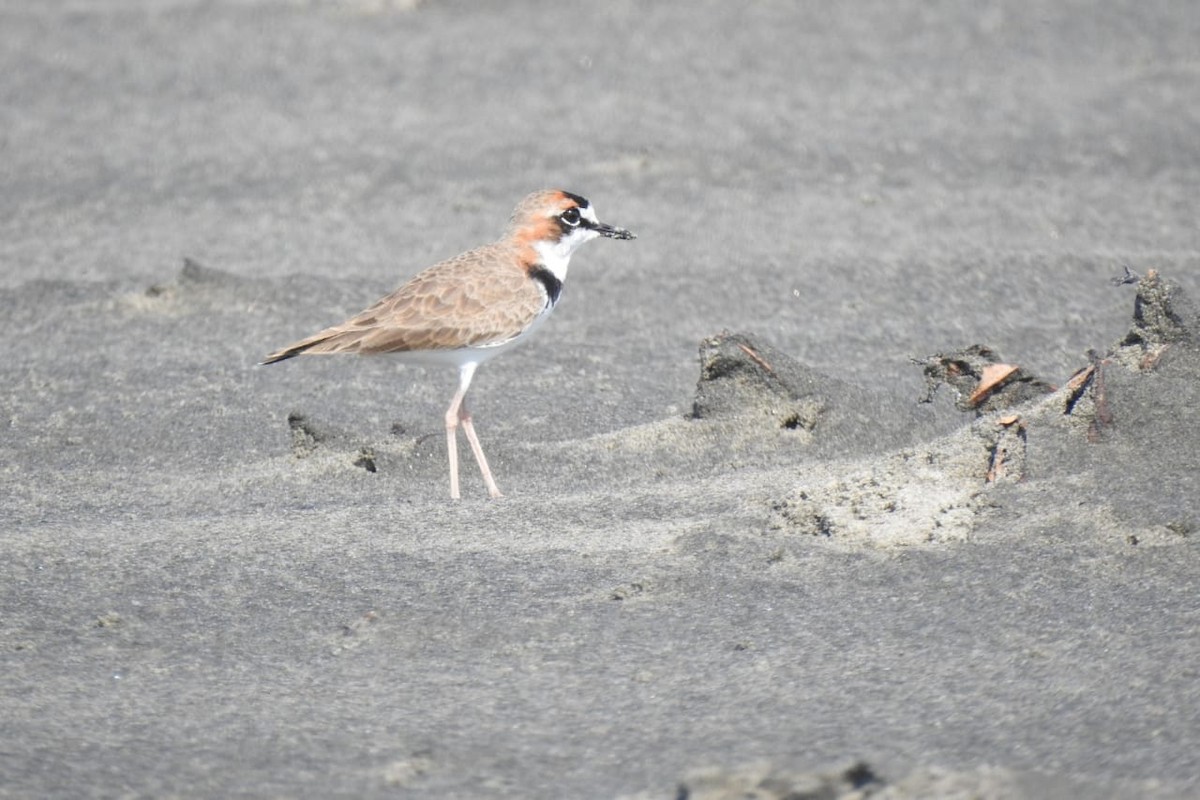 Collared Plover - ML273345621