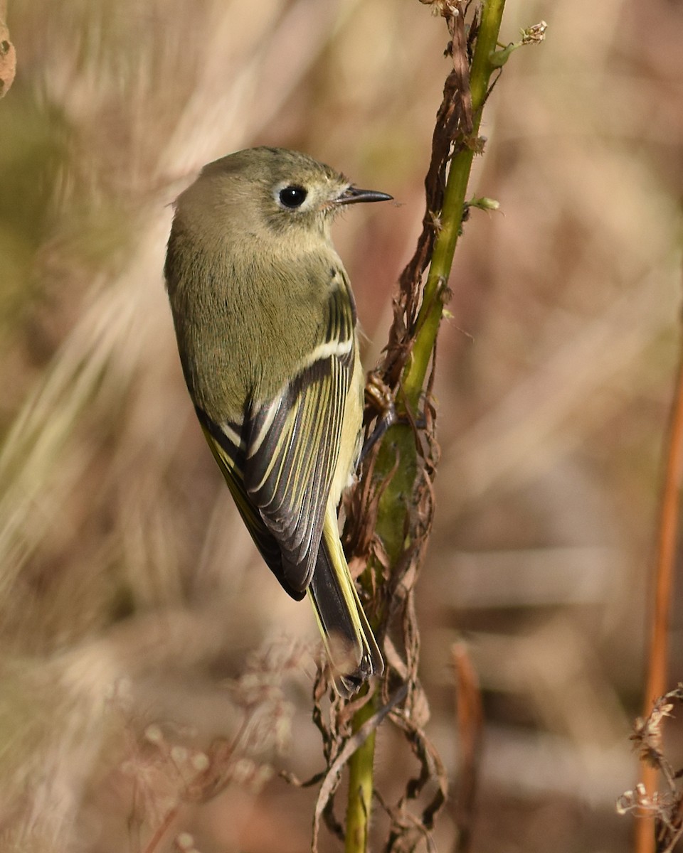 Ruby-crowned Kinglet - Brian Hicks