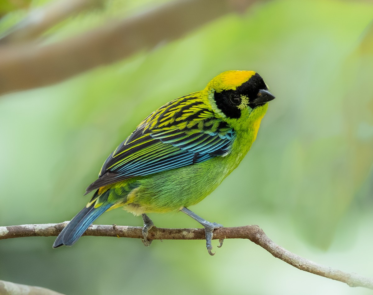 Green-and-gold Tanager - ML273350801