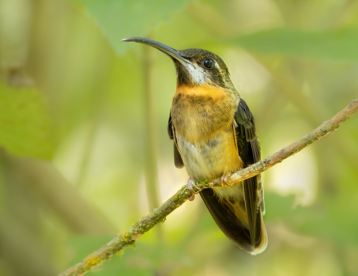 Pale-tailed Barbthroat - ML273350971