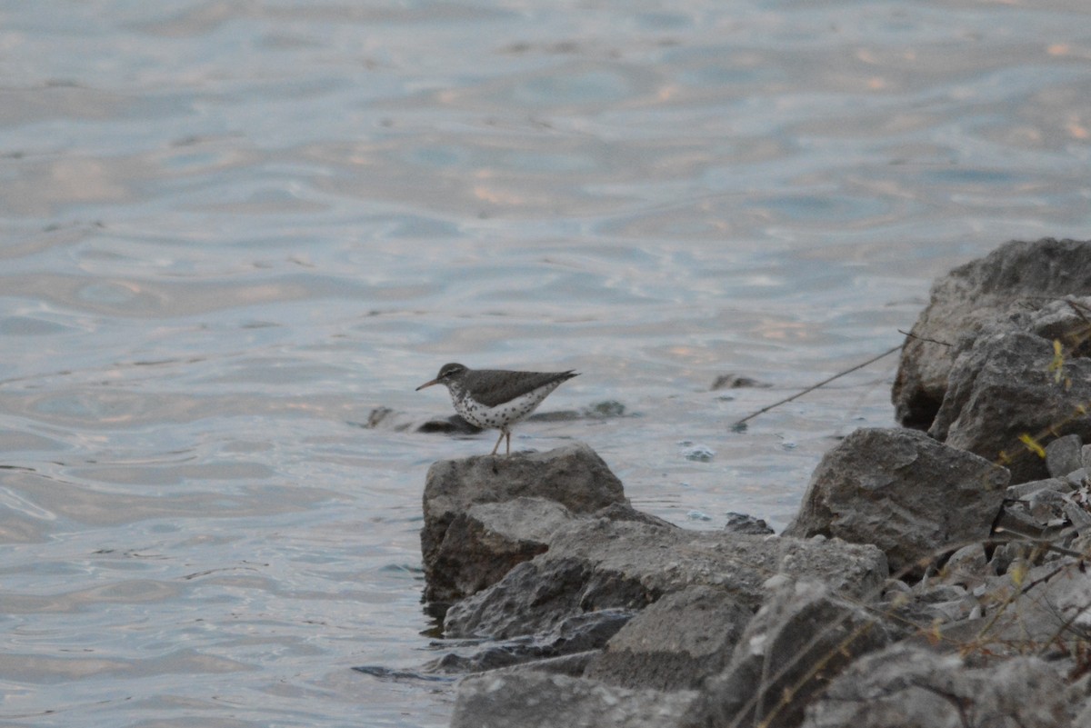 Spotted Sandpiper - Jeff Packer