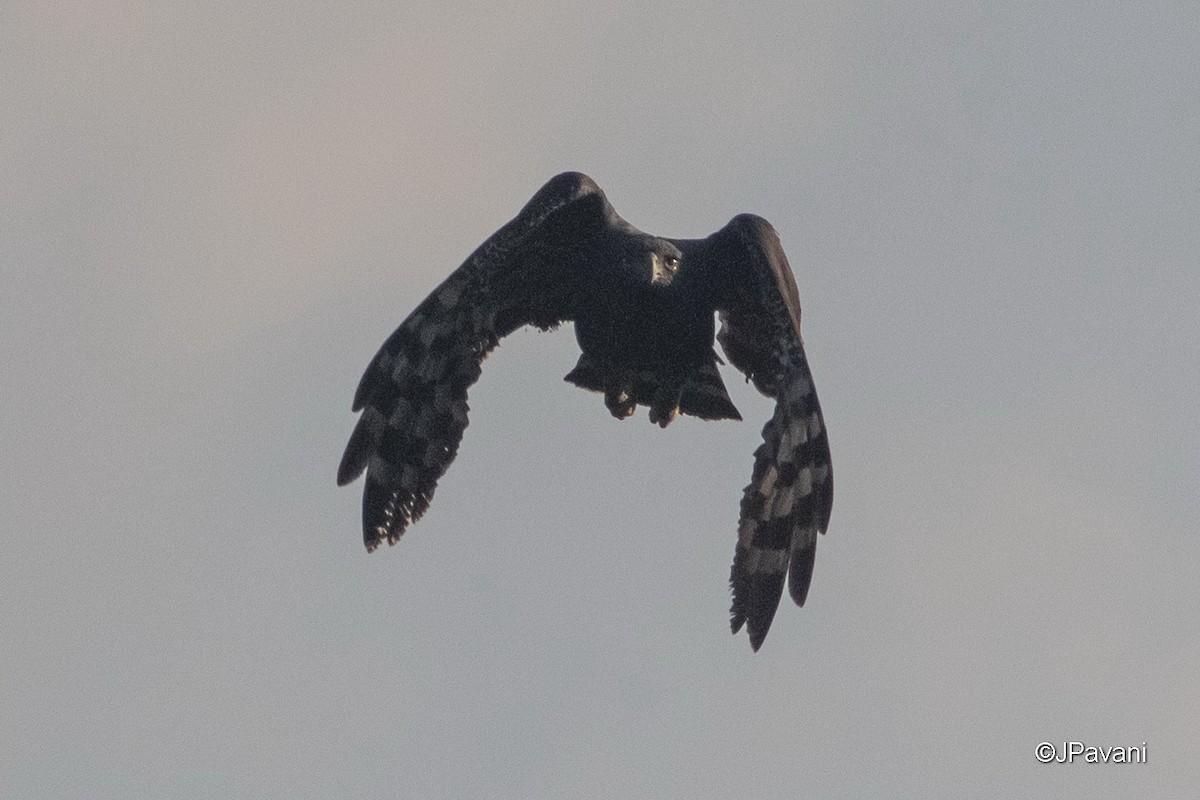Black Hawk-Eagle - J Pavani (Birding Roraima)