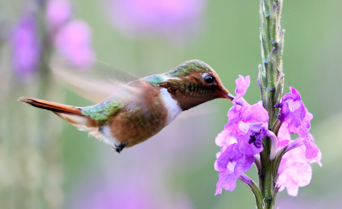 Scintillant Hummingbird - Charlotte Byers