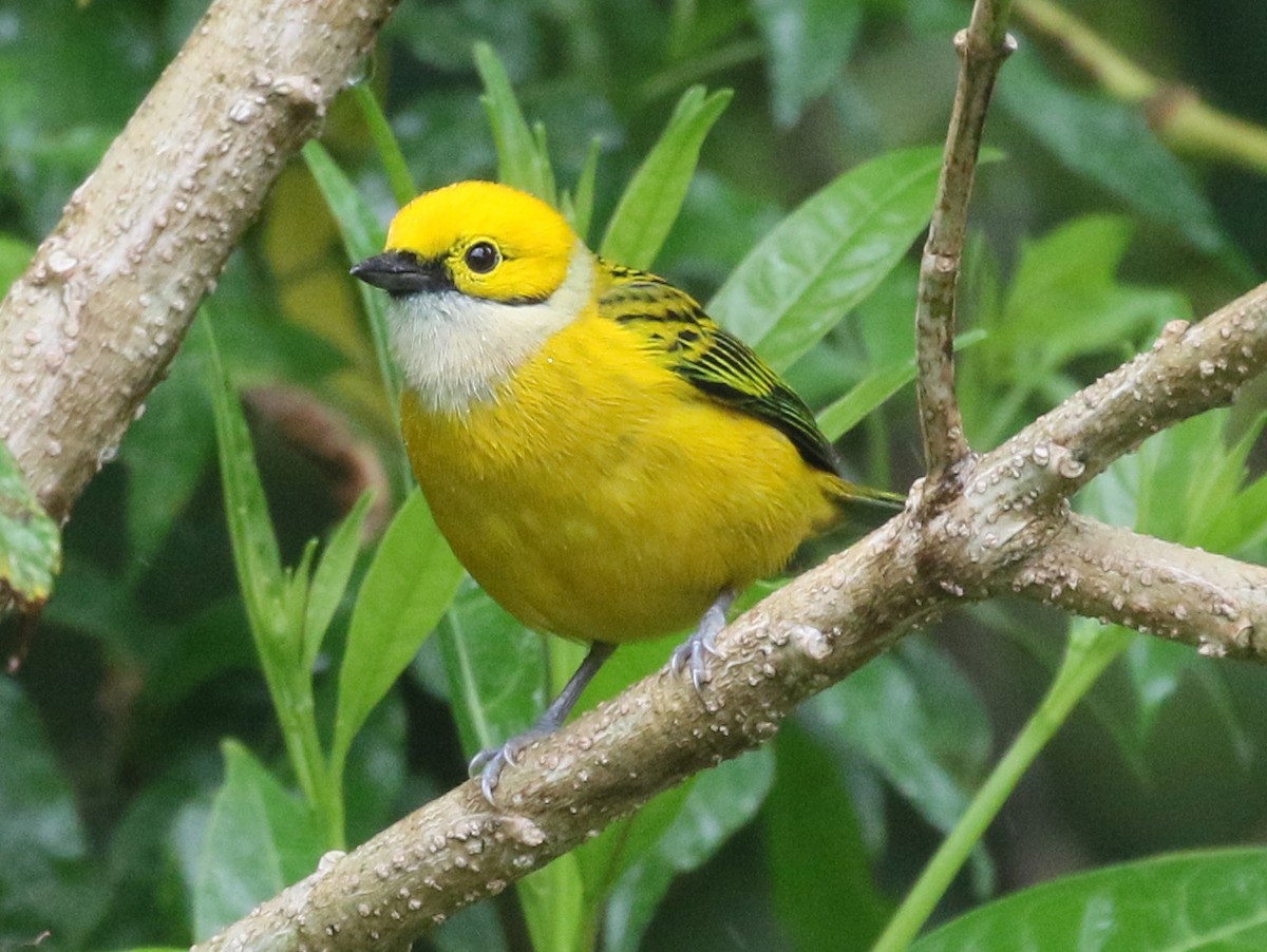 Silver-throated Tanager - ML273356601