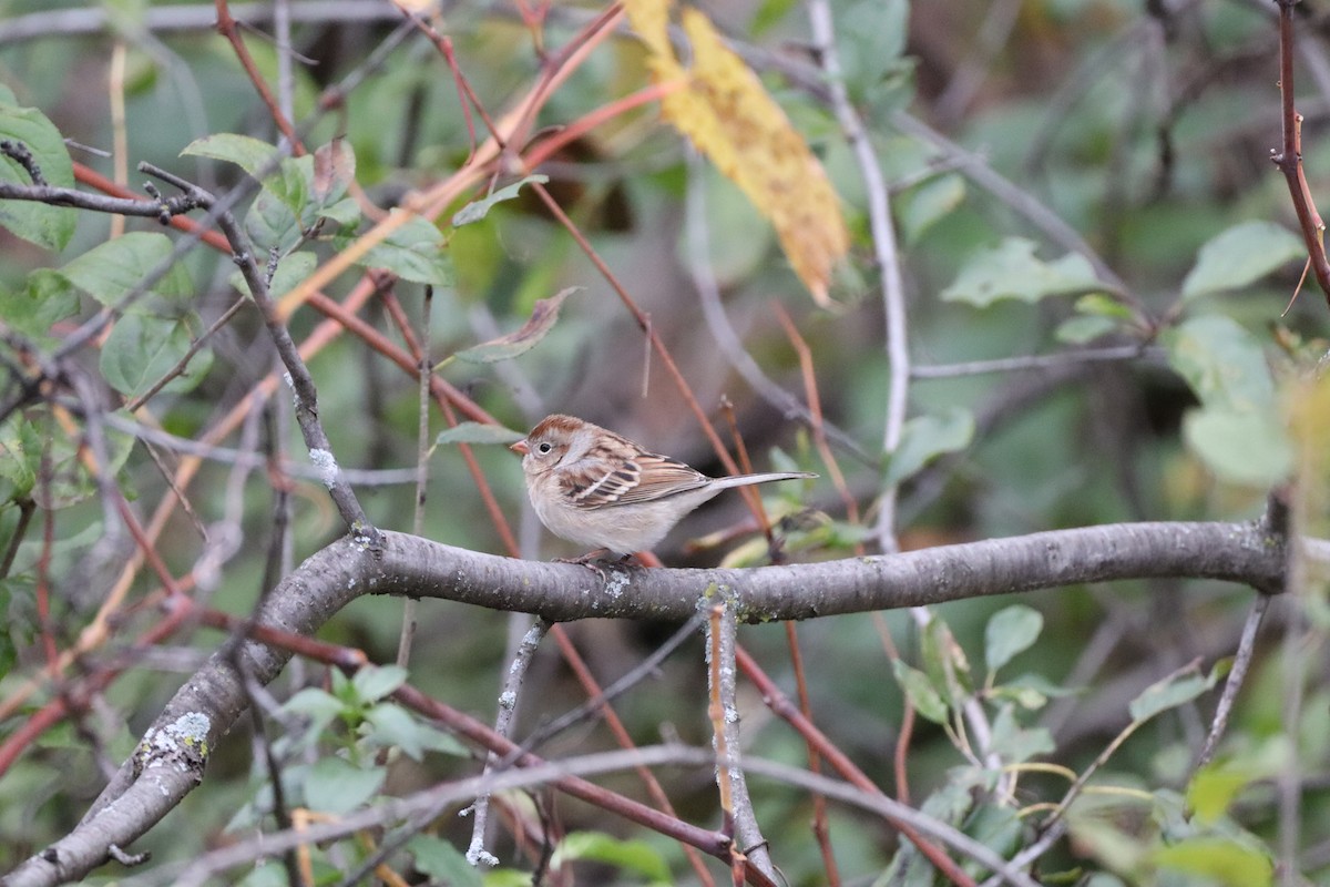 Field Sparrow - Salar Alam