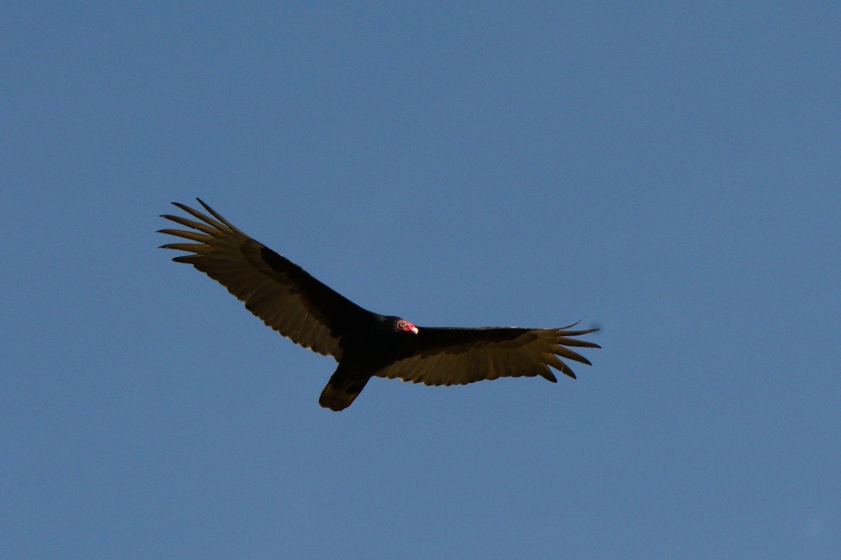 Turkey Vulture - Vicki St Germaine