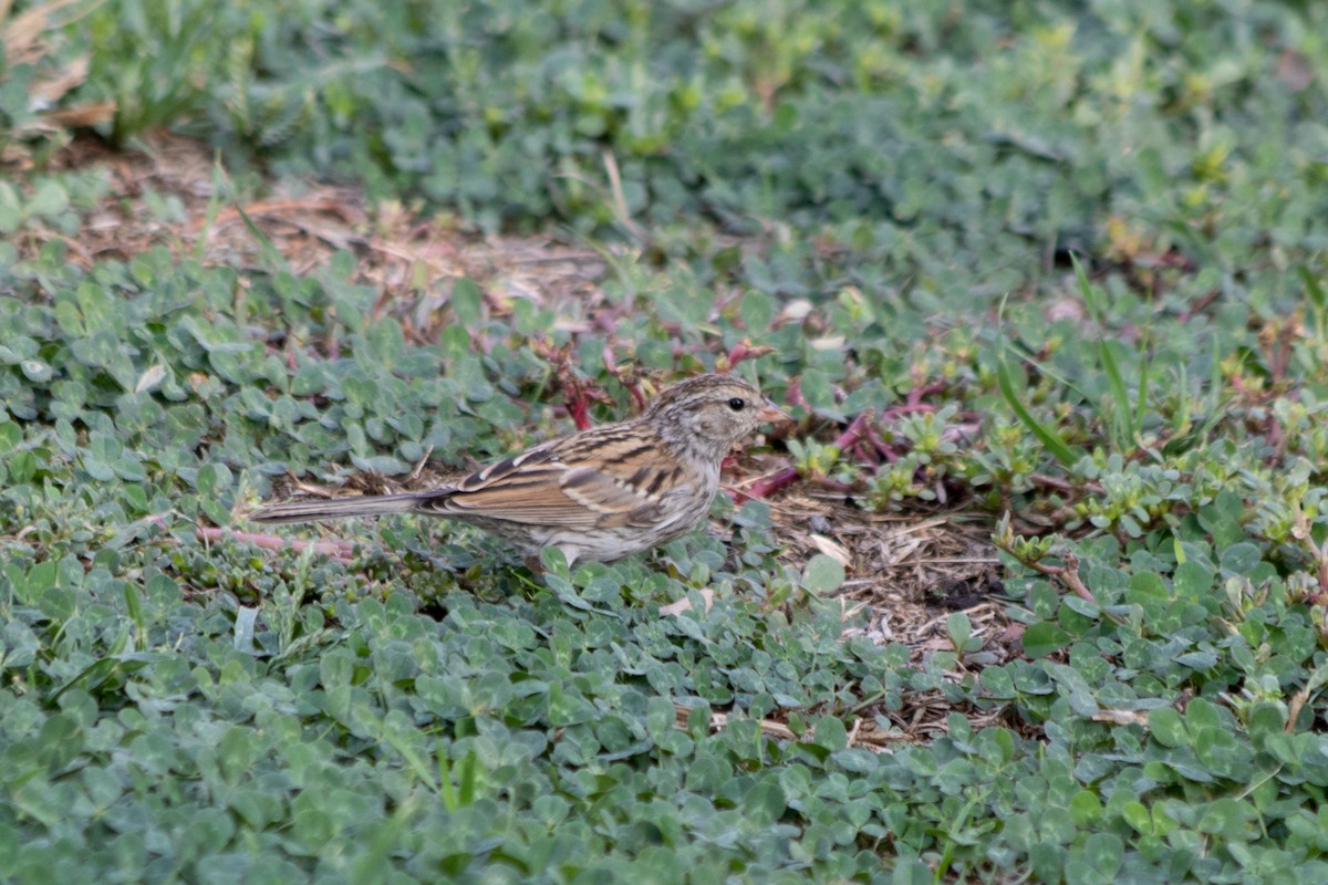Chipping Sparrow - ML273364331